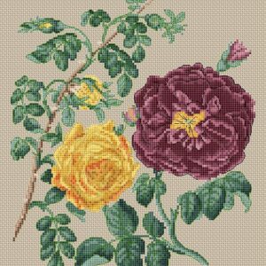 Yellow Centifolia Rose & Purple Rose by Stark