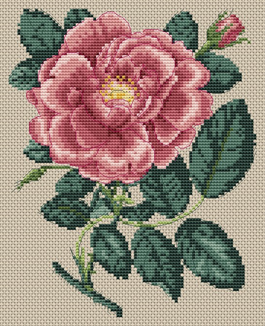 Rosa Damascena Grandifloral by Stark