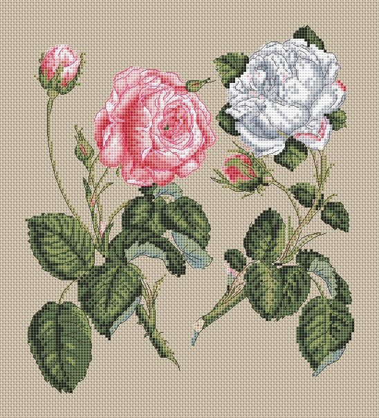 Pink Centifolia Rose & White Unique Rose by Stark